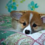 Reddybook: Revolutionizing Digital Reading, Learning, and Community Engagement