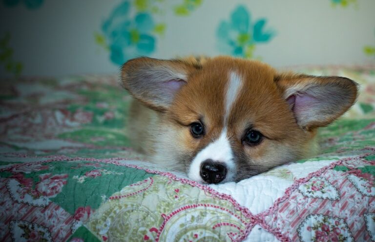 Reddybook: Revolutionizing Digital Reading, Learning, and Community Engagement